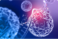 Oncology - Drug Discovery